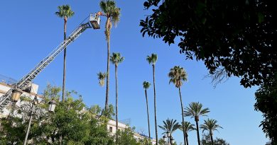El Ayuntamiento de Jerez Realiza Trabajos de Poda en Palmeras por Motivos de Seguridad