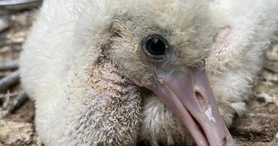 Éxito Reproductivo en el Zoobotánico de Jerez: Nacimientos de Espátulas y Flamencos