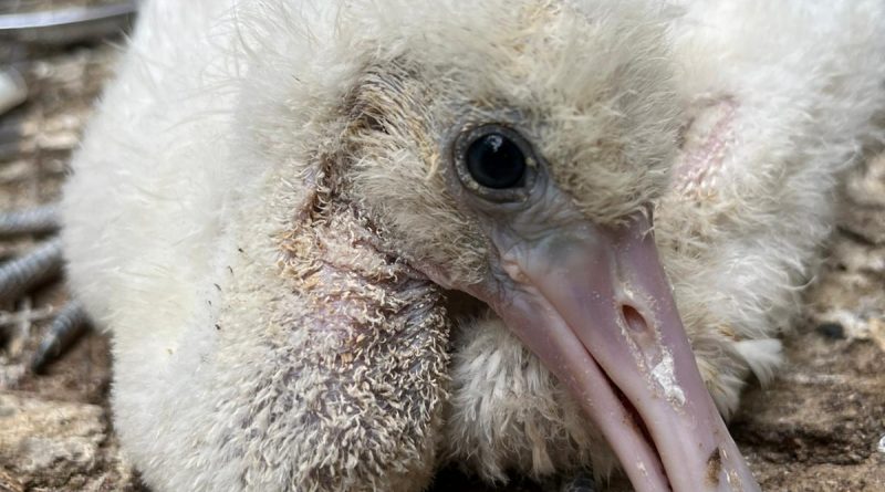Éxito Reproductivo en el Zoobotánico de Jerez: Nacimientos de Espátulas y Flamencos