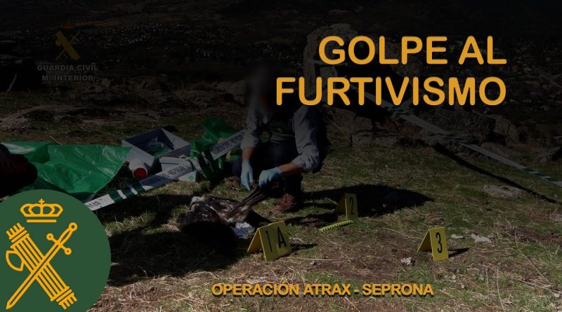 Operación ‘Atrax’: Guardia Civil Desmantela Red de Caza Ilegal con 62 Detenidos y Cientos de Animales Muertos
