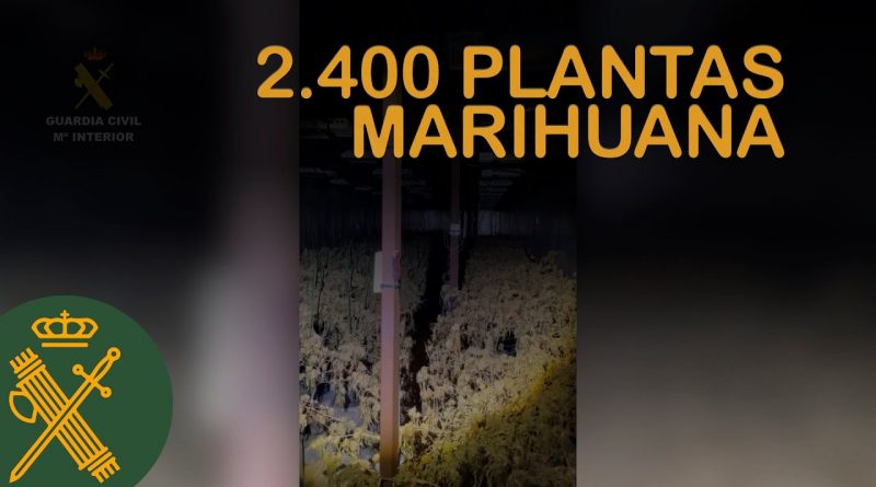 Desmantelada Plantación de Marihuana en Aspe: Guardia Civil Interviene 2.400 Plantas y Fraude Eléctrico