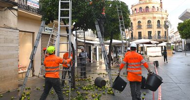 Jerez prepara la Cabalgata: Comienza la Recogida de Naranjas en el Recorrido
