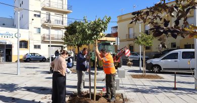 Jerez revitaliza la Plaza del Carbón con nueva arboleda y mejoras urbanas