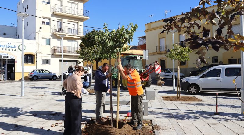 Jerez revitaliza la Plaza del Carbón con nueva arboleda y mejoras urbanas