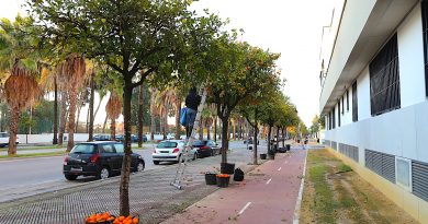 Reanudada la Recogida de Naranjas en Jerez: Segunda Fase de la Campaña Municipal