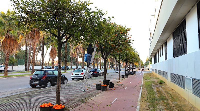 Reanudada la Recogida de Naranjas en Jerez: Segunda Fase de la Campaña Municipal