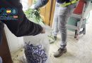 Clan Familiar Desmantelado: 13 Cultivos Indoor de Marihuana Operaban como Centro de Producción en Madrid