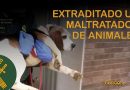 Guardia Civil Lidera Extradición Internacional por Maltrato Animal: Criador de Perros Deportado desde Venezuela