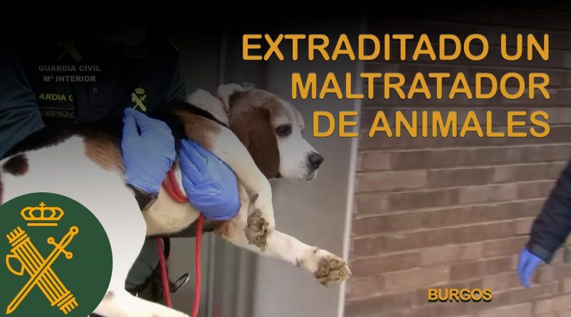 Guardia Civil Lidera Extradición Internacional por Maltrato Animal: Criador de Perros Deportado desde Venezuela