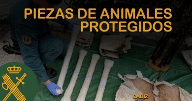 Incautan en Cádiz piezas de animales protegidos de África: Investigación por tráfico ilegal
