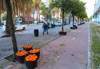 Jerez Finaliza con Éxito la Campaña de Naranjas Agrias: Más de 760 Toneladas Retiradas para la Seguridad Urbana