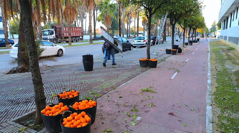 Jerez Finaliza con Éxito la Campaña de Naranjas Agrias: Más de 760 Toneladas Retiradas para la Seguridad Urbana